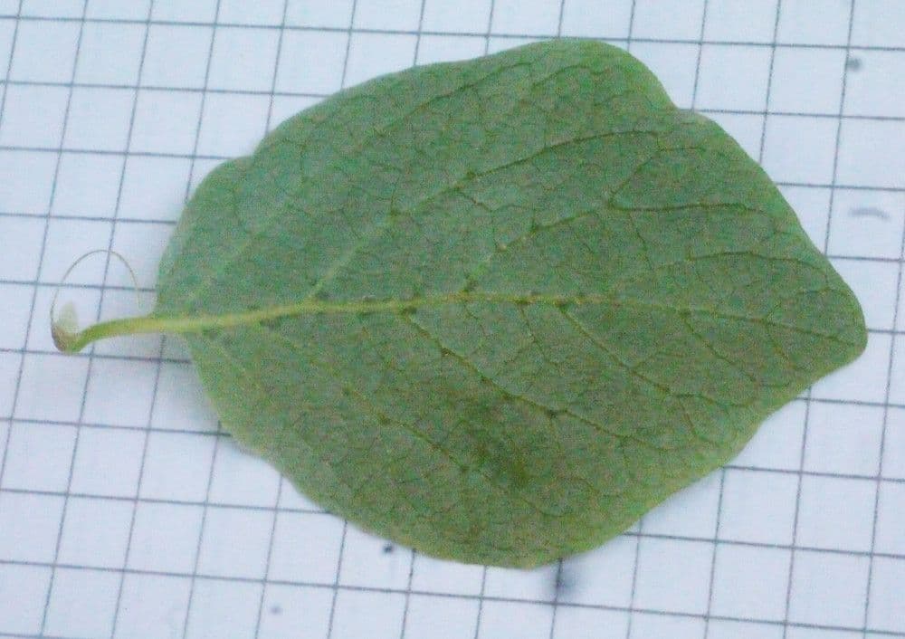 Styrax officinalis 27