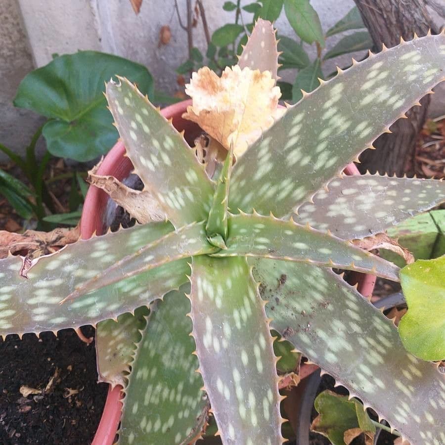 Aloe 15