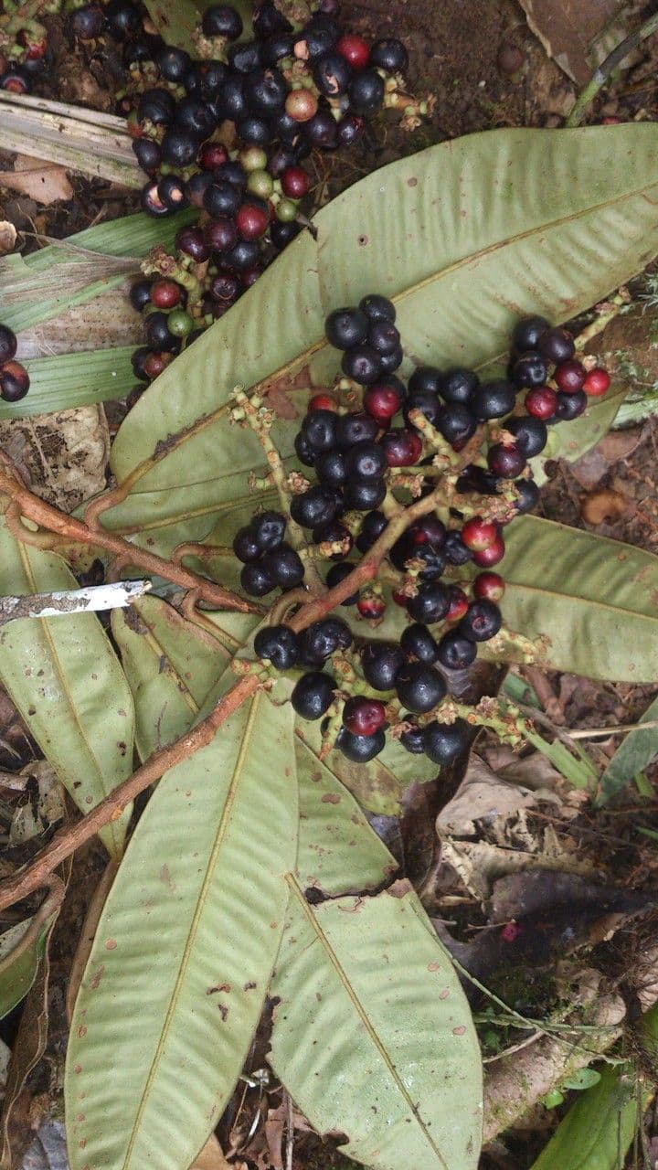 Ardisia