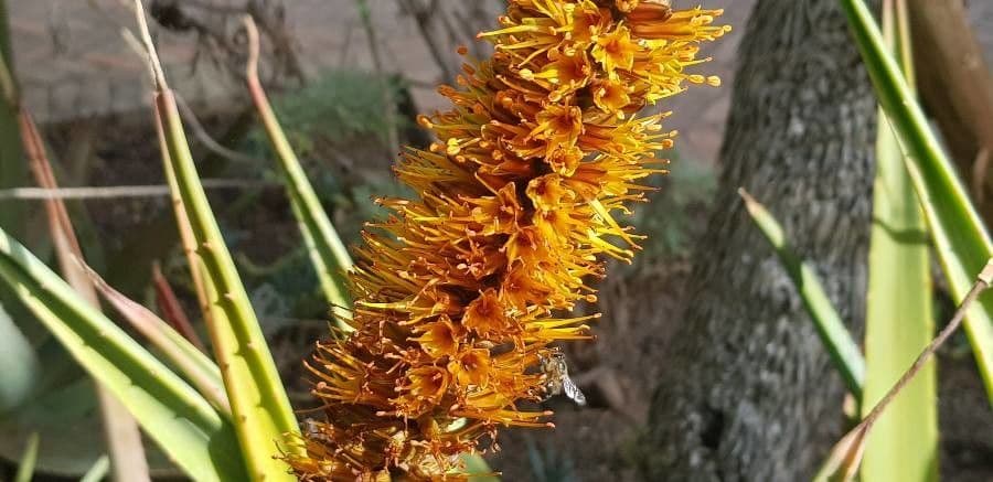 Aloe