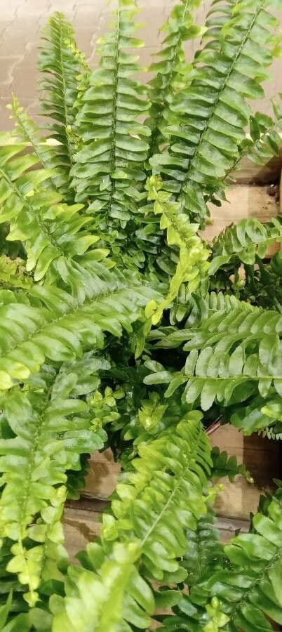 Nephrolepis exaltata 2