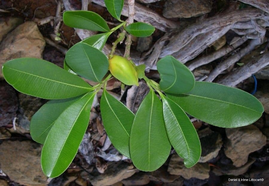 Ochrosia eliptická 12