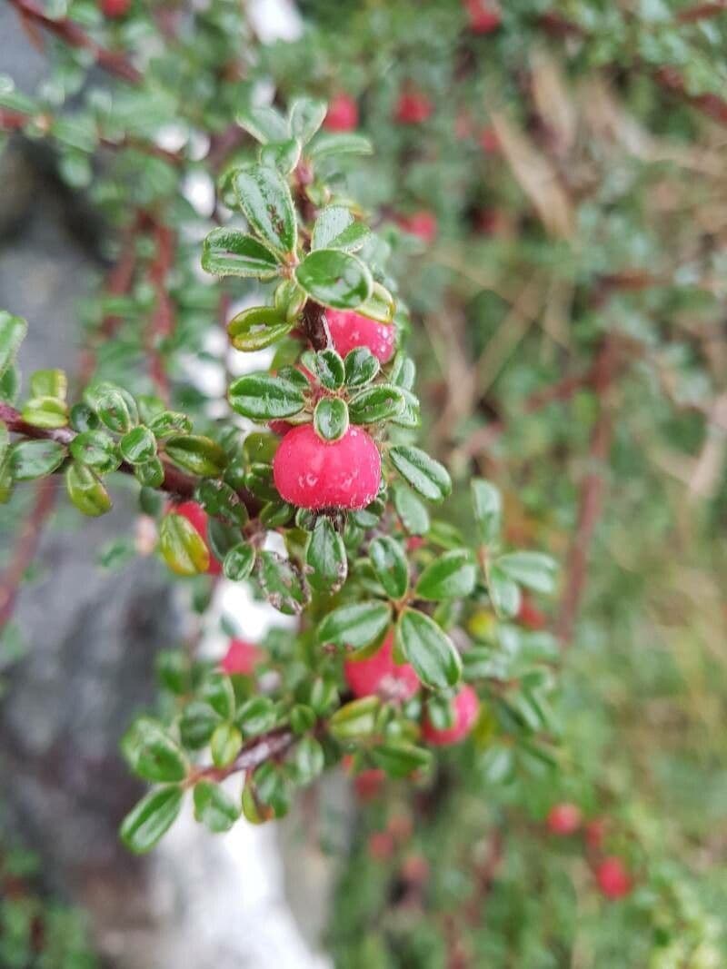 Cotoneaster