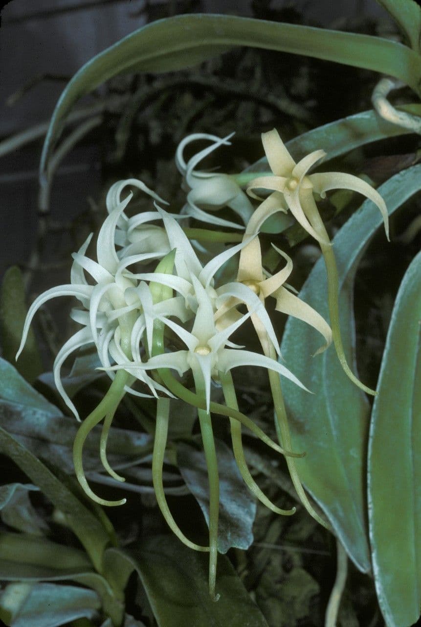 Cyrtorchis