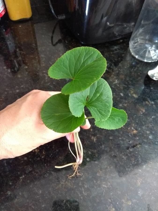 Centella asiatica 18