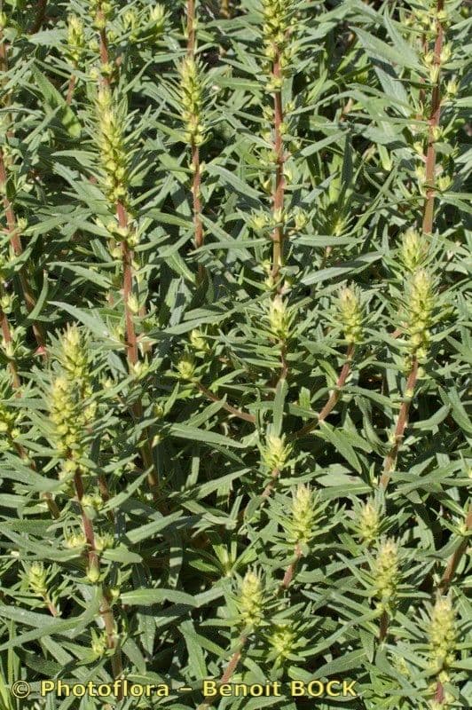 Echium 7