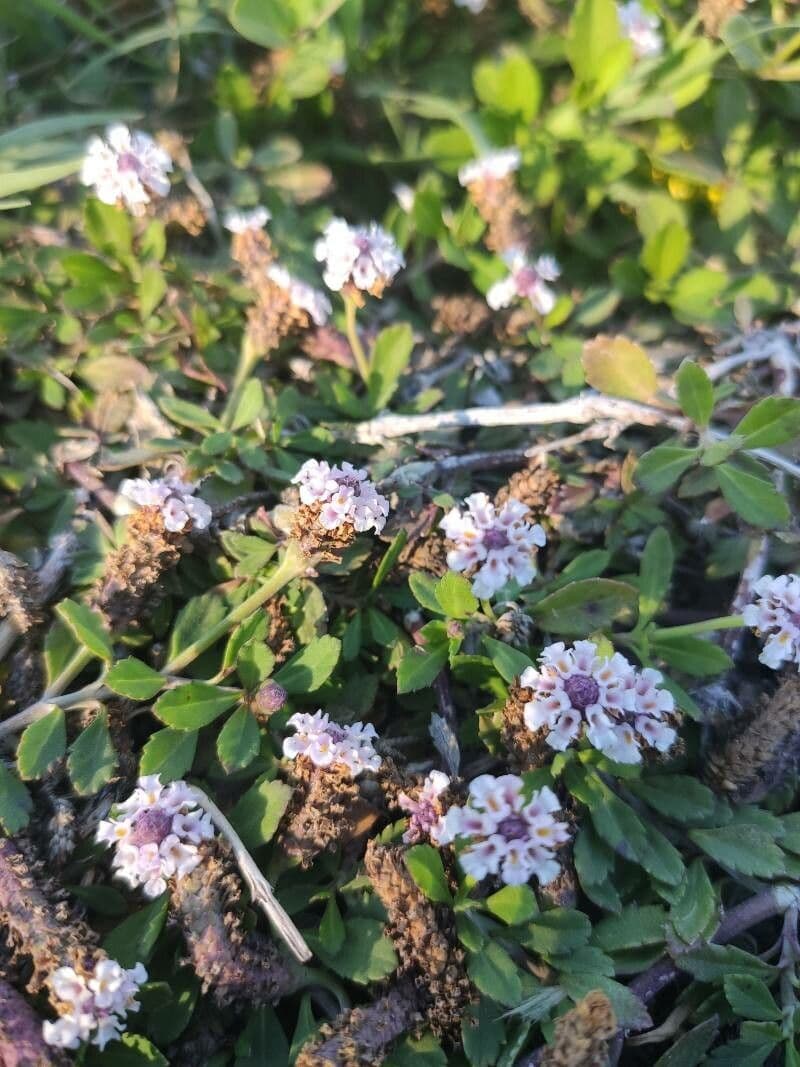 Fila nodiflora 3
