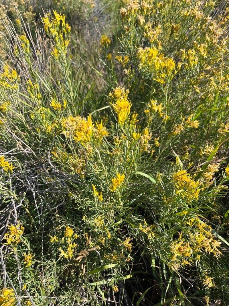Chrysothamnus à feuilles collantes 17