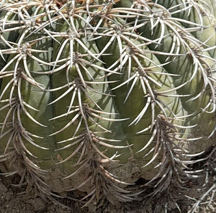 Gymnocalycium 10
