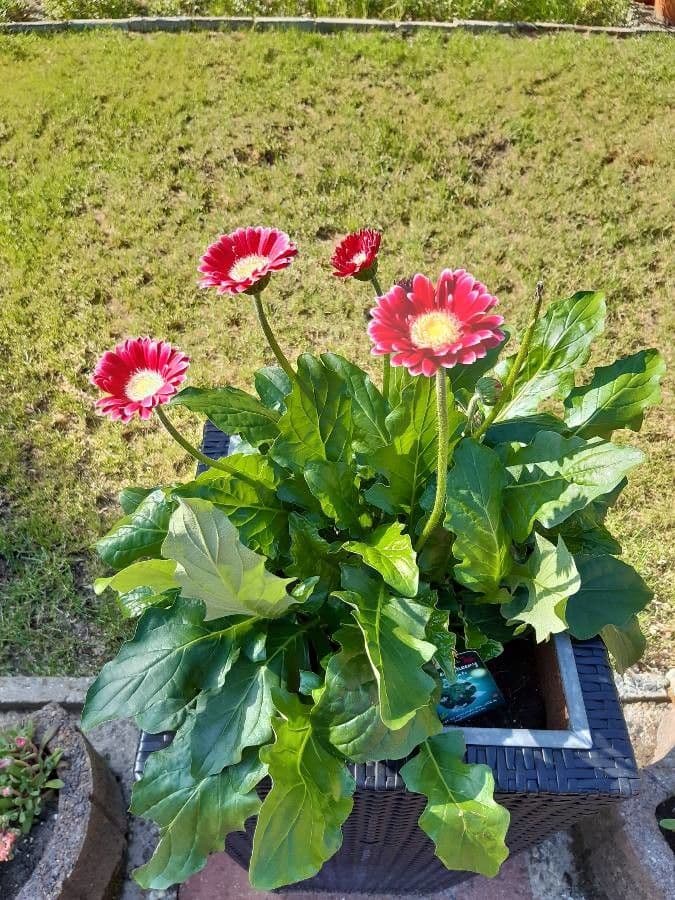 Gerbera Jamesonii 9