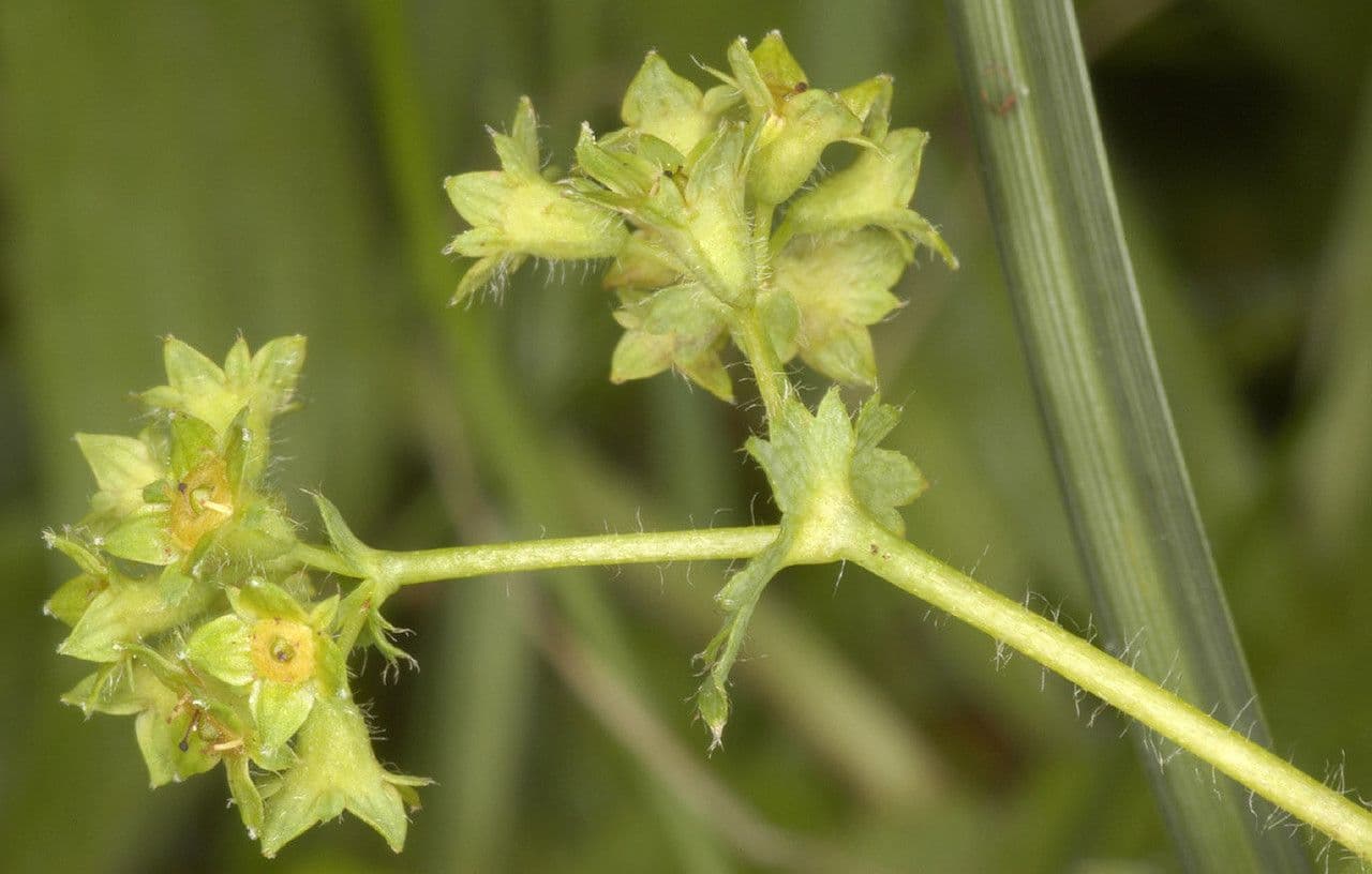 Alchemilla pelosa 4
