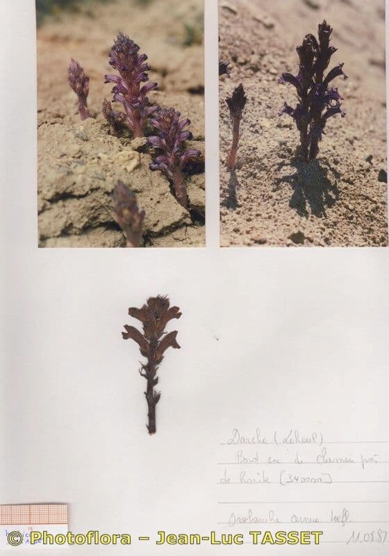 Australian broomrape 18