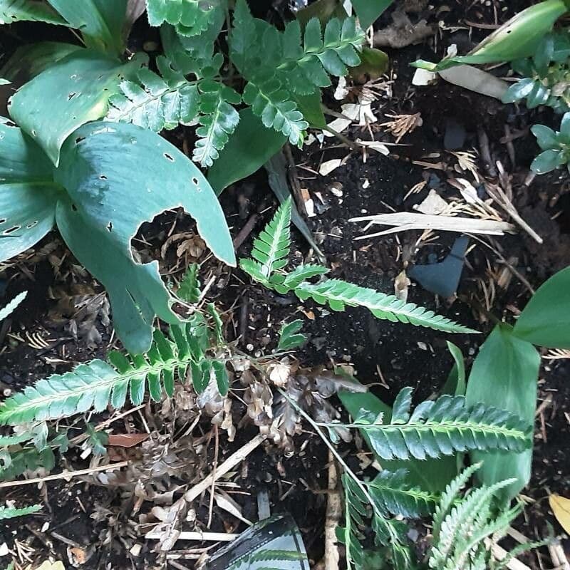 Ostindische Stechpalmenfarn 2