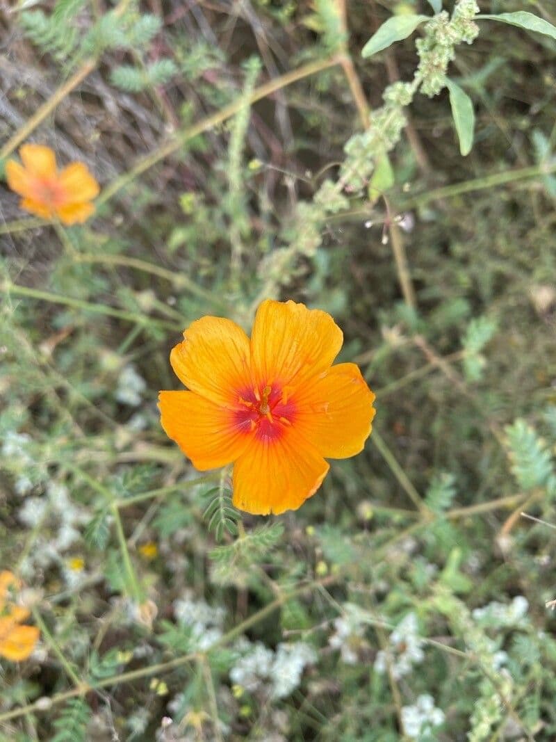 Papavero dell'Arizona 5