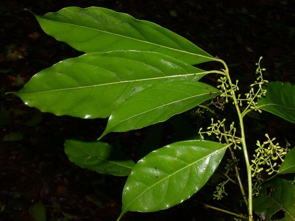 Ocotea cernua 15