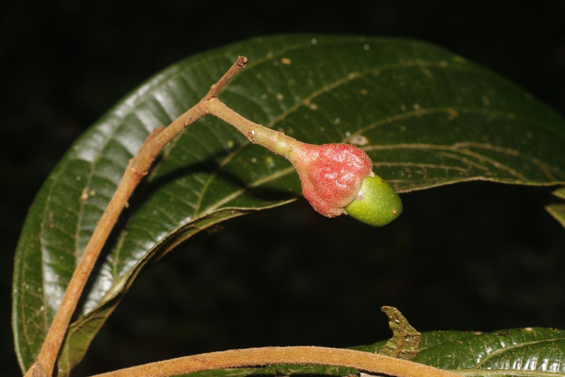 Ocotea