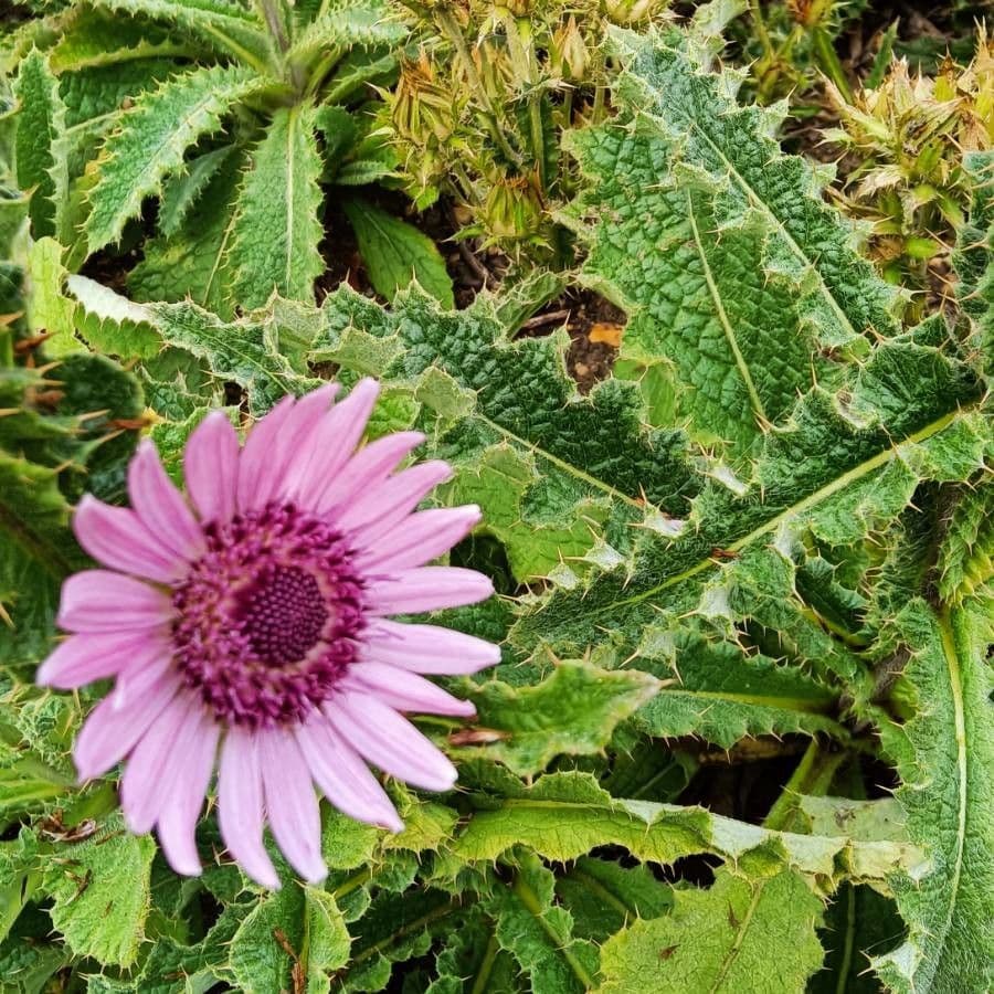Berkheya purpurea 4