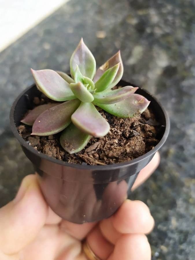 Stonecrop 7