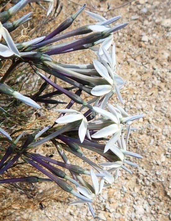 Amsonia 3