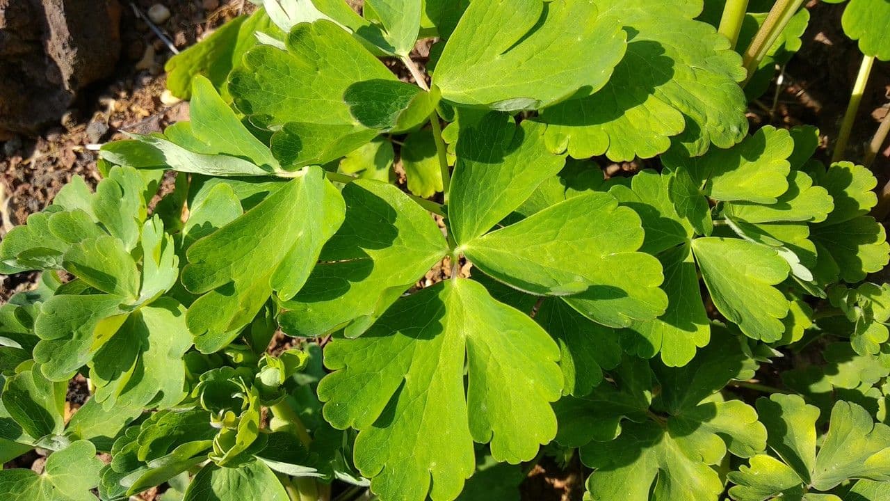 Akelei 2