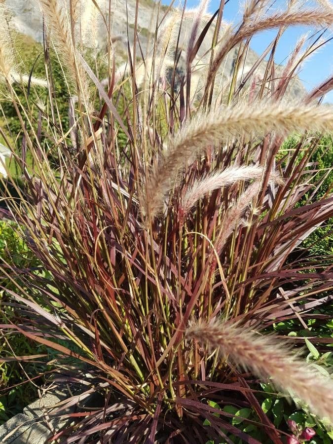 Elymus elymoides 3