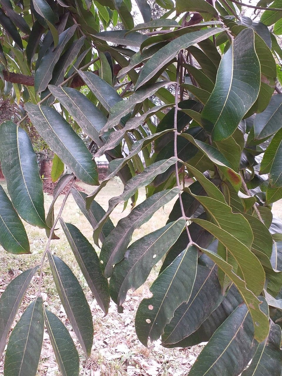 Zanthoxylum