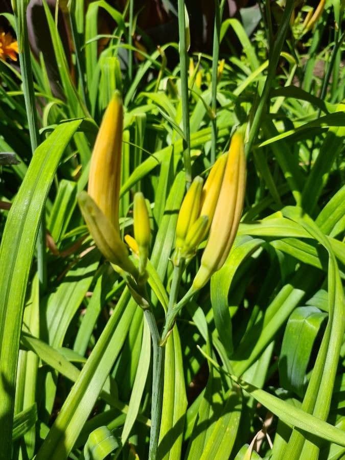 Emerocallide fulva 3