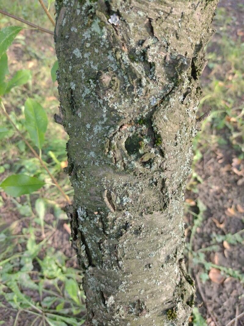 Ciliegio tardivo 23