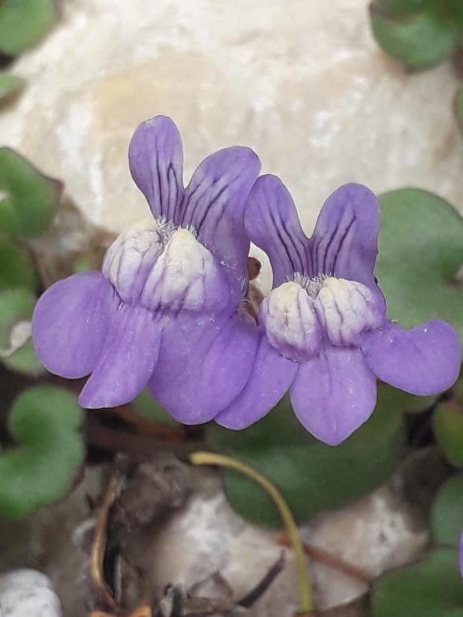 Cymbalaria pallida 4