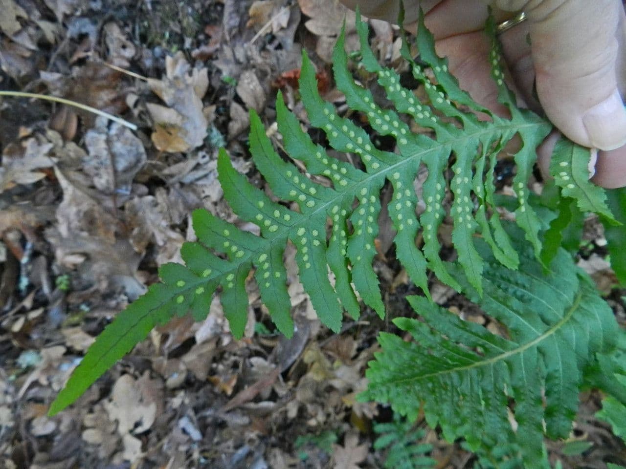 Polypodium californicum 4