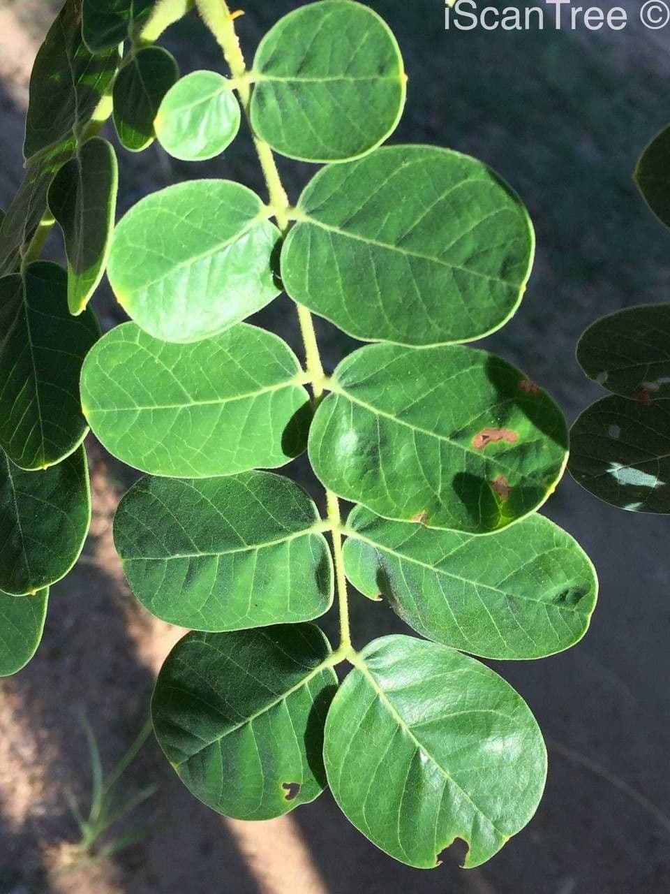 Albizia 15