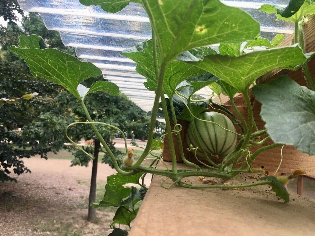 Melon 14