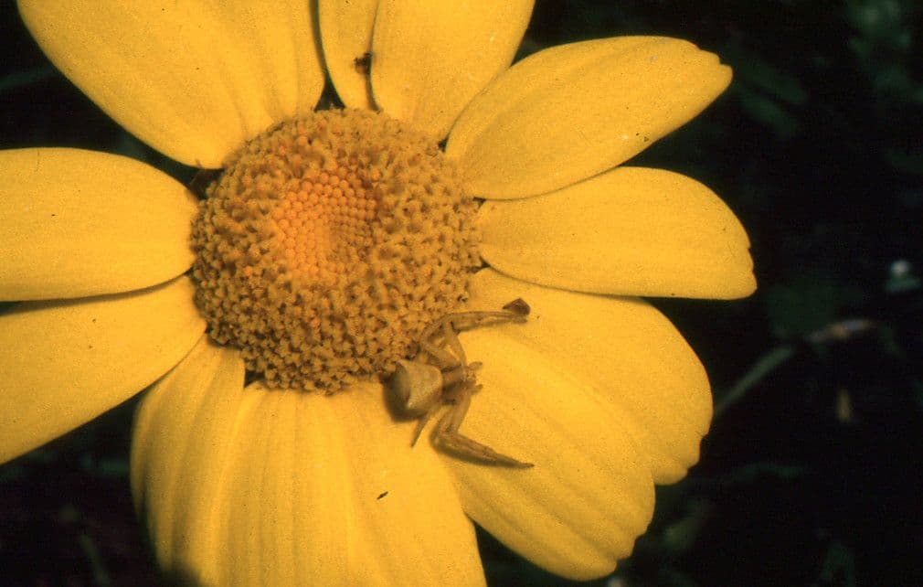 Saat-Wucherblume 10