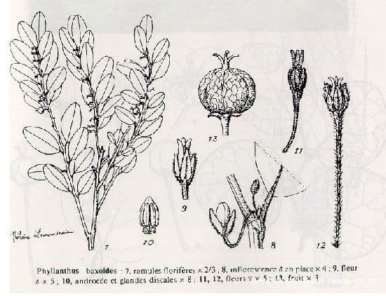 Sternstrauch 5