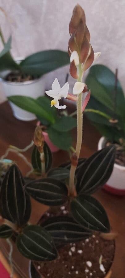Schmuckorchidee 15
