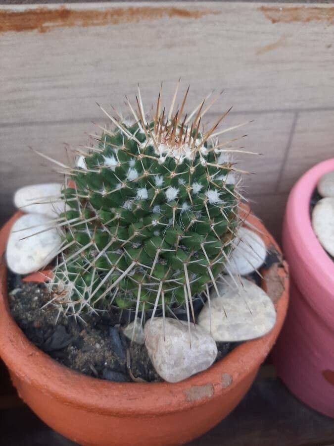 Mammillaria 24