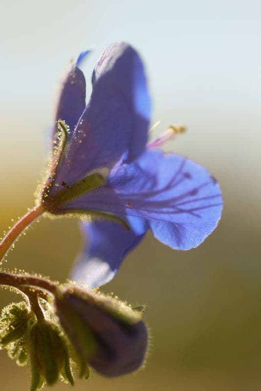Charlottes Phacelia 3