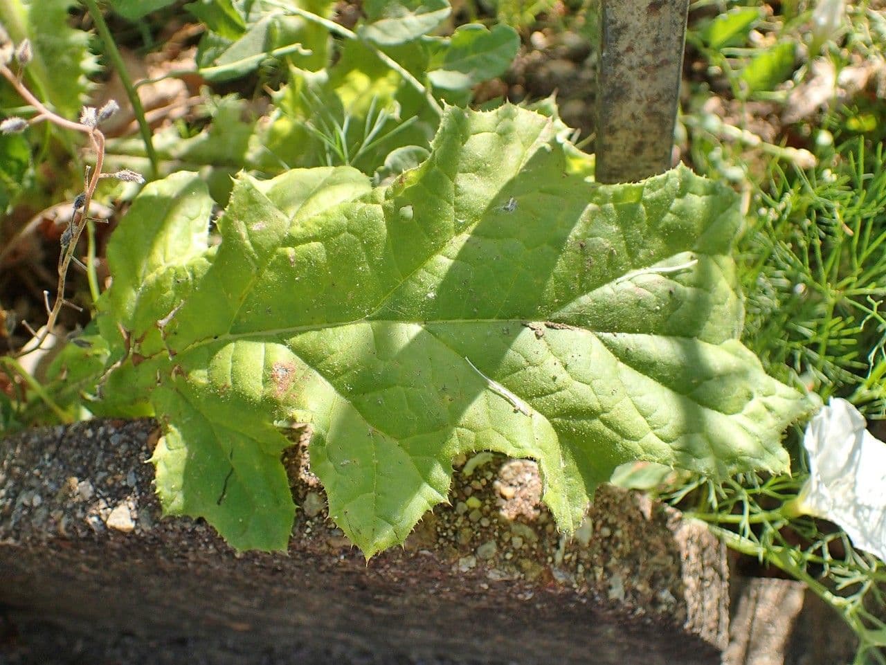Weißgefleckte Distel 18