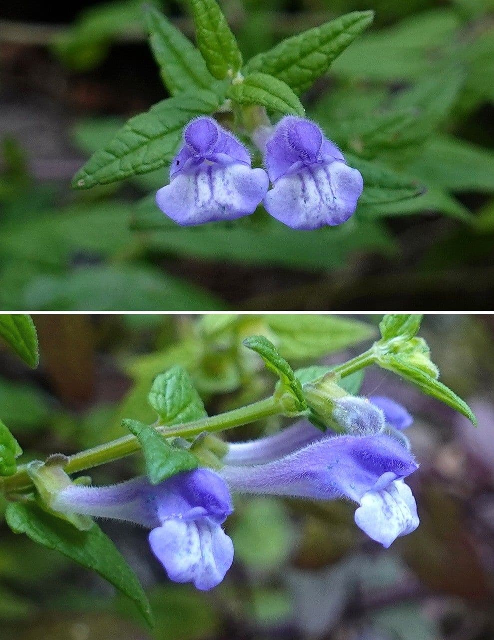 Scutellaria comune 10