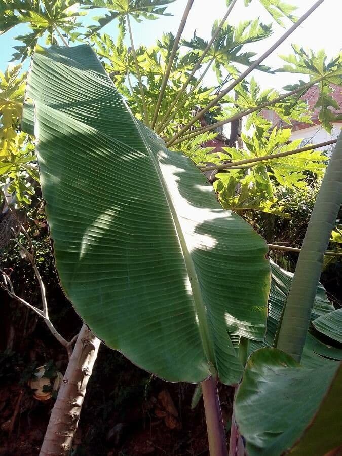 Plátano 16