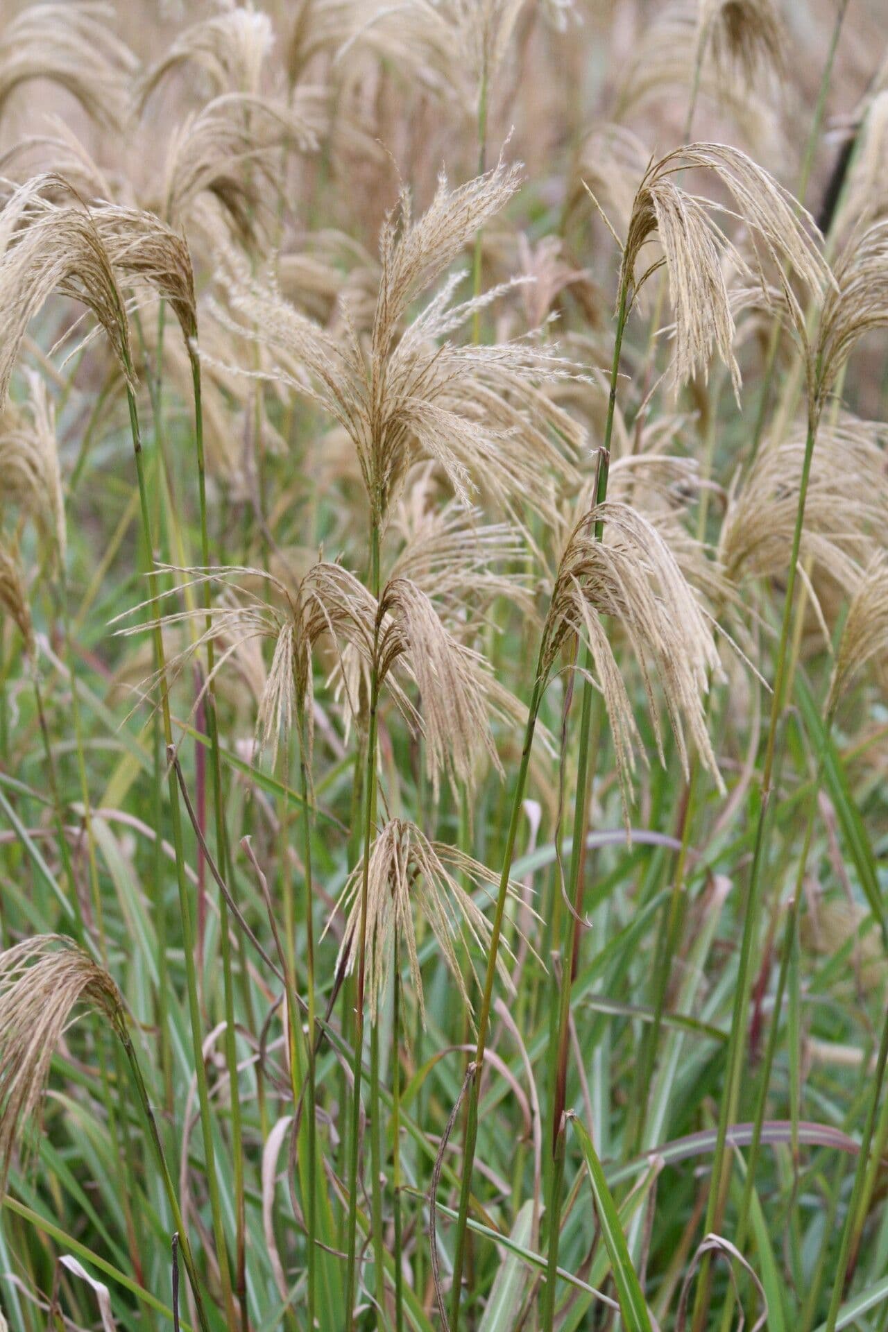 Erba argentea del Nepal 3