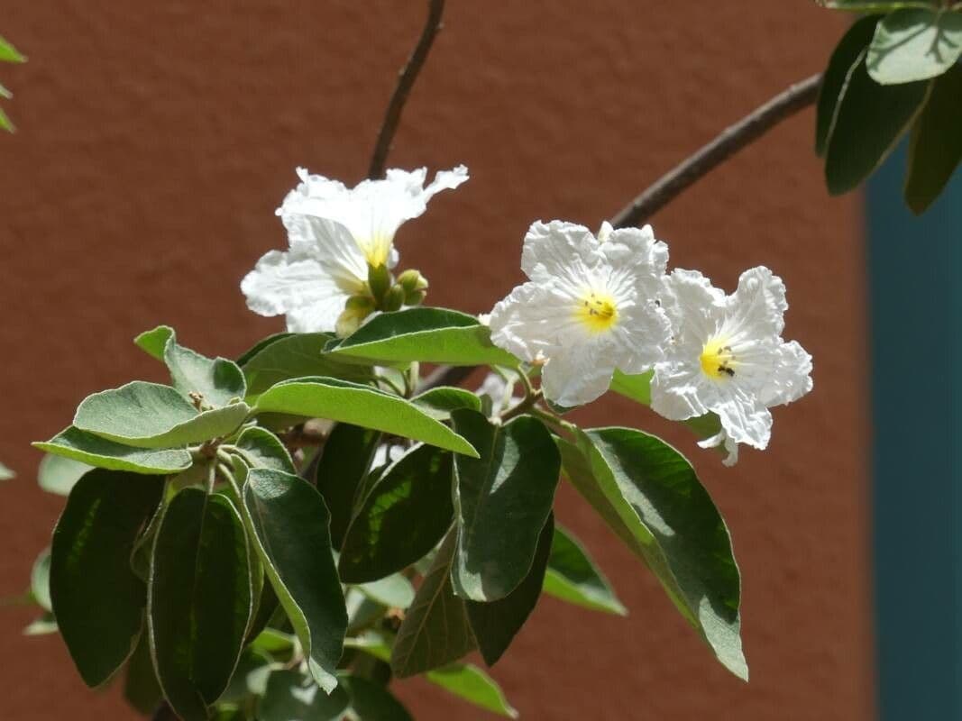 Anacahuita 5
