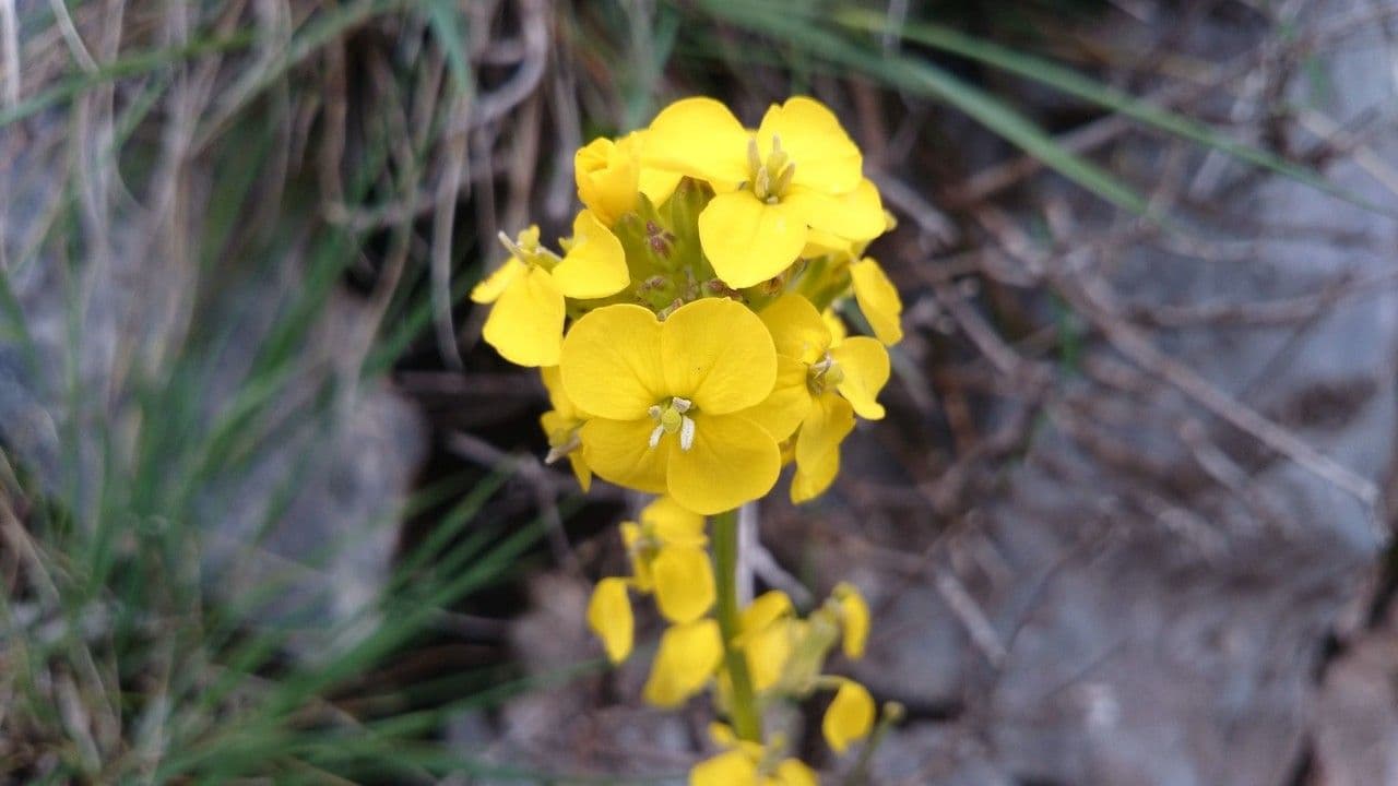 Draba