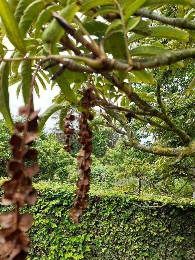 Pterocarya rhoifolia 4