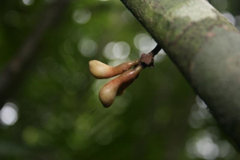 Anaxagorea 5