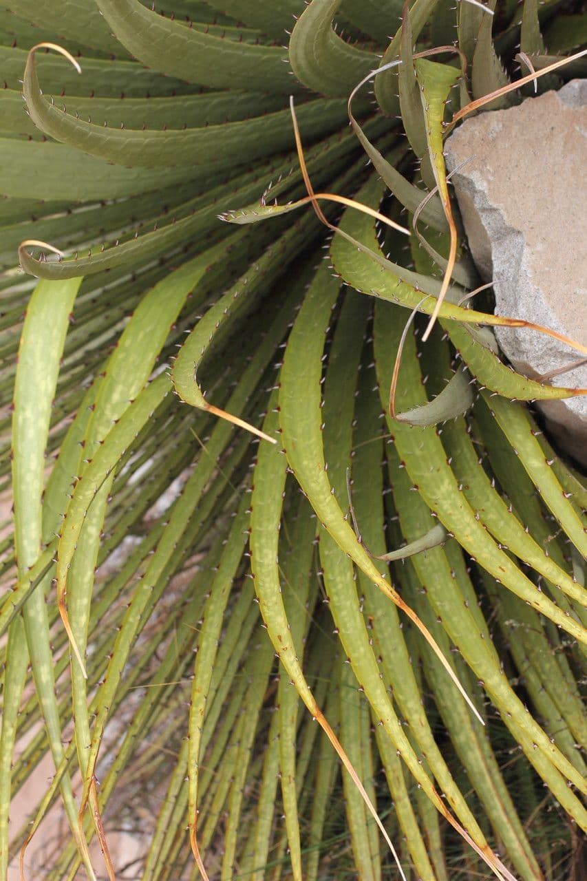 Puya raimondii 15