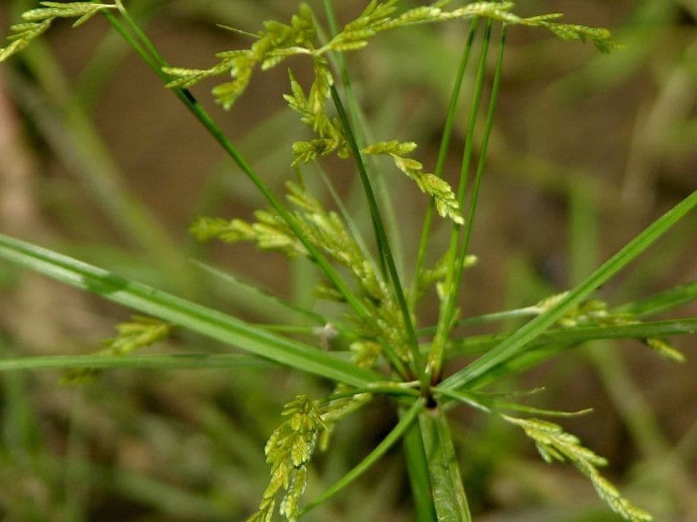 Šáchor jednovicatý 15