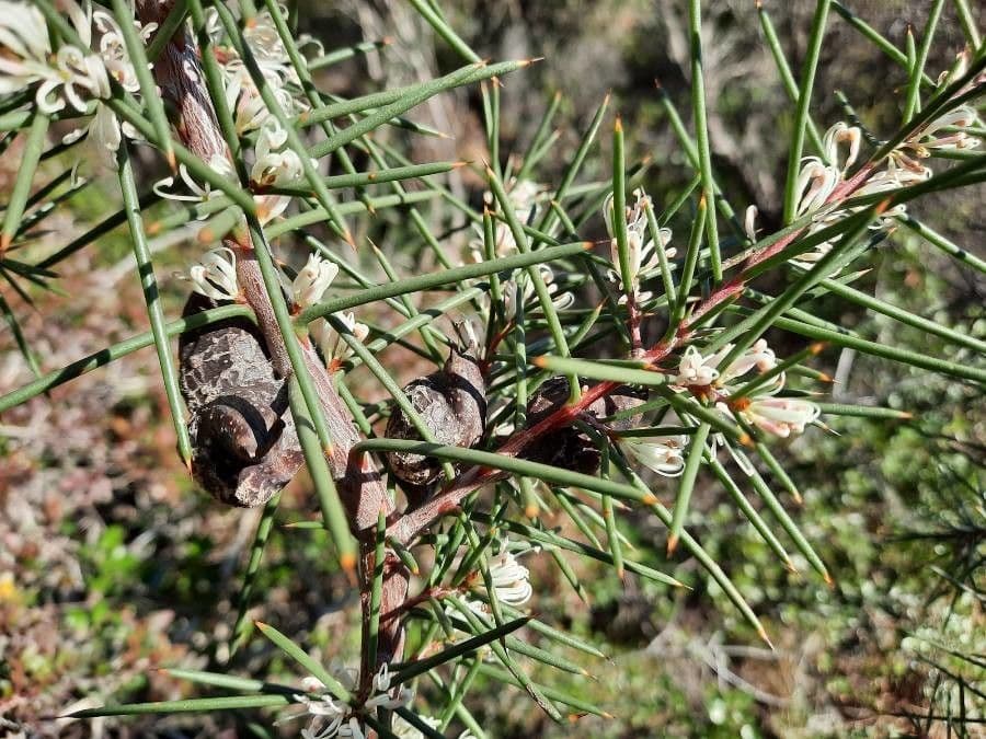 Hakea sericea 16
