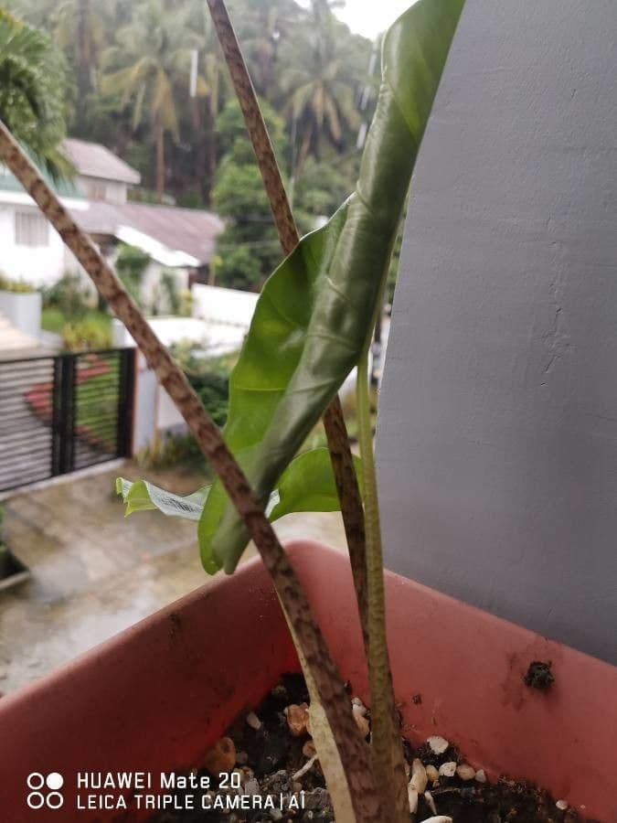 Alocasia 7