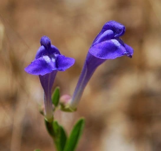Scutellaria siphocampyloides 6